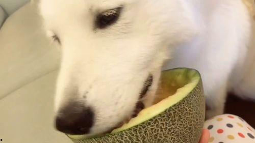 吃瓜在线官网,带你领略网络娱乐新风尚