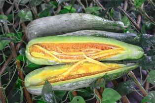 网红阿姨在网上吃瓜,揭秘网络八卦背后的真相